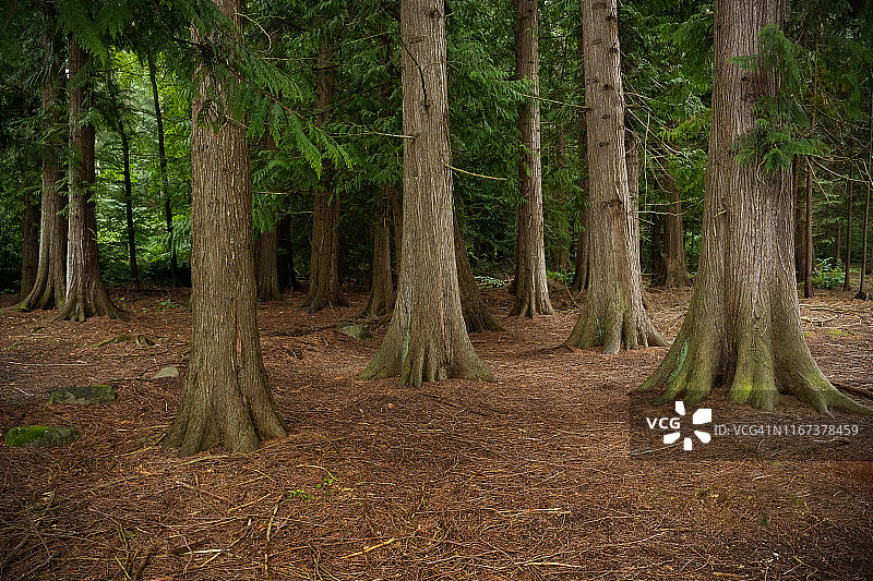 阴天夏日地面上的崖柏树干图片素材