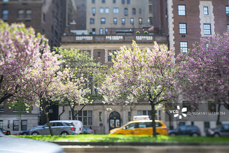 纽约市公园大道春日阳光照耀的樱花花瓣图片素材