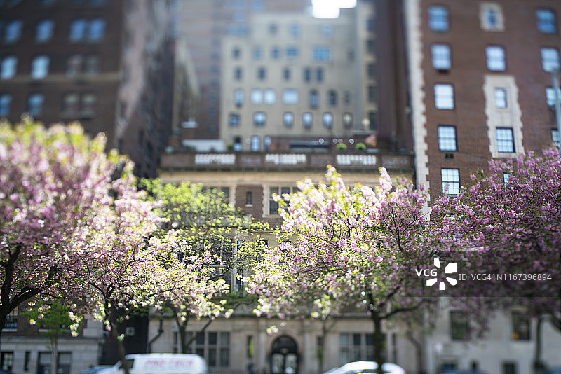 纽约市公园大道春日阳光照耀的樱花花瓣图片素材