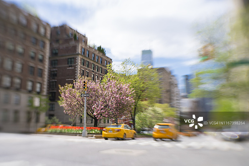 纽约公园大道：樱花树与红色郁金香图片素材
