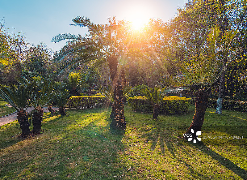苏铁植物园图片素材