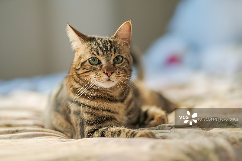 美丽的短毛猫图片素材