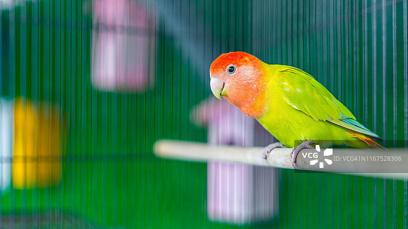 爱情鸟在栖木上的特写图片素材