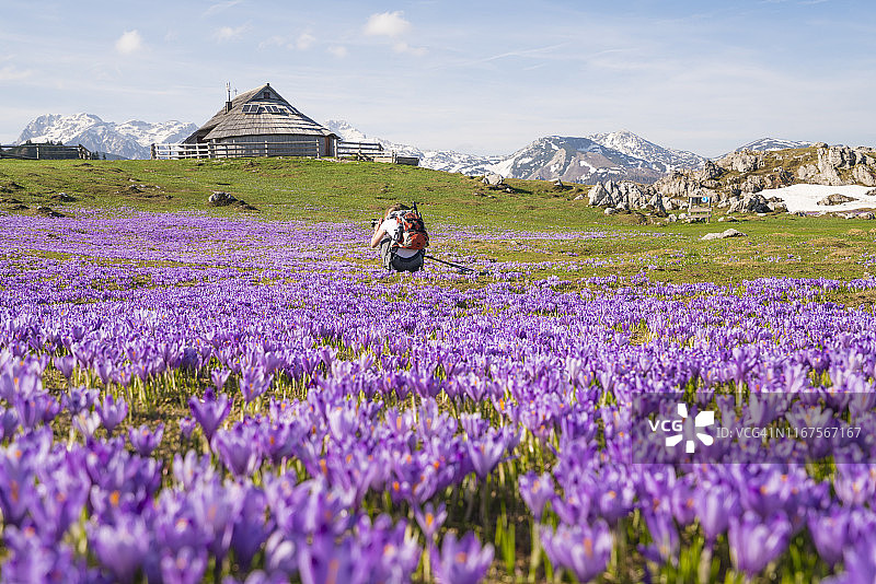 后视图的年长妇女徒步旅行和摄影在紫色的地毯的藏红花和绿色的草在普拉图Velika planina，斯洛文尼亚图片素材