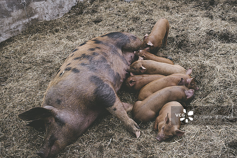 小猪和母猪图片素材