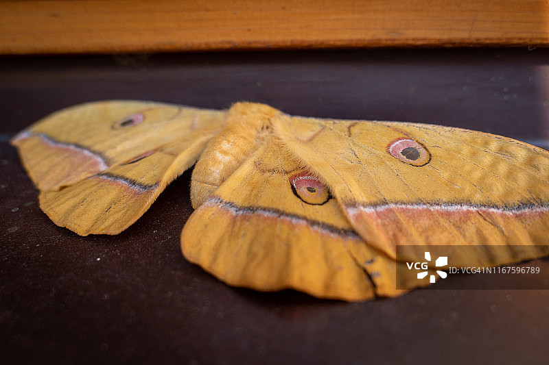 柞蚕蛾图片素材