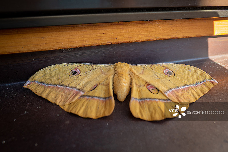 柞蚕蛾图片素材