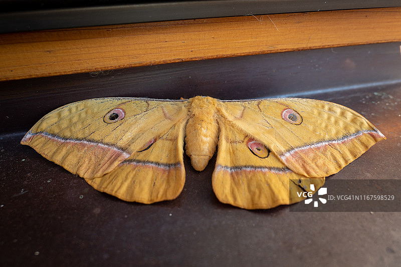 柞蚕蛾图片素材