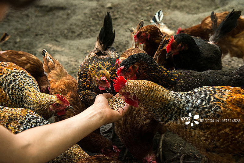 有机农场和散养鸡蛋图片素材