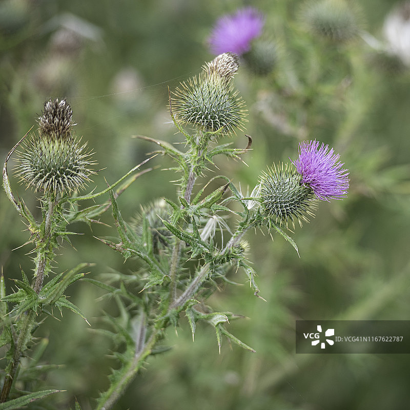 苏格兰蓟图片素材