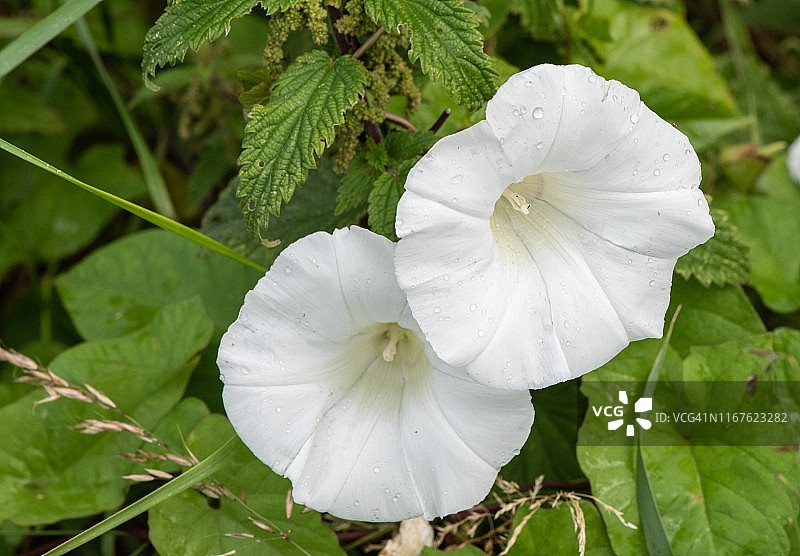 篱旋花图片素材