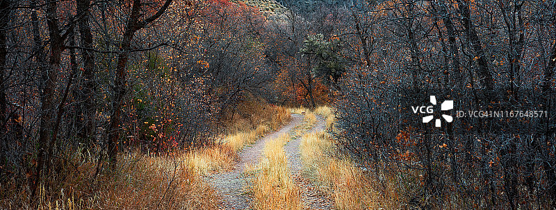 森林中的蜿蜒小径图片素材