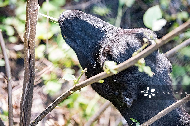 纽约市河滨公园的山羊群图片素材