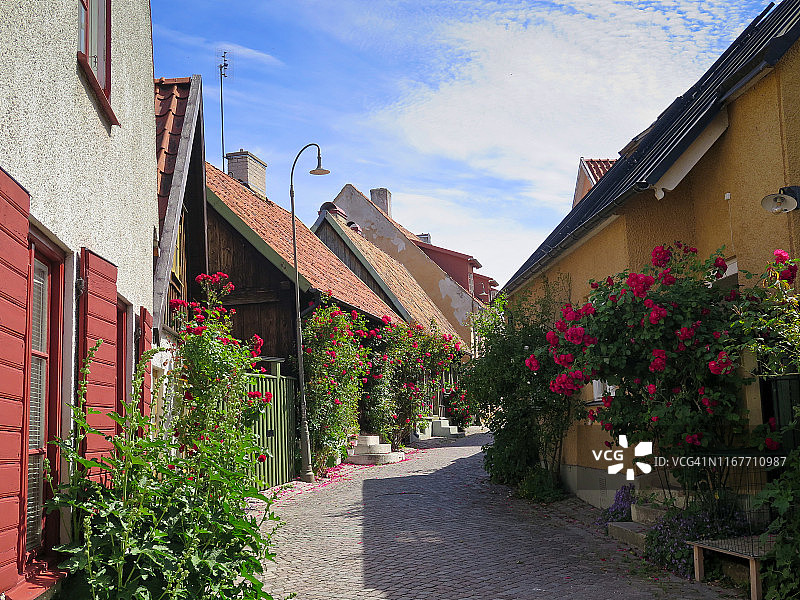 瑞典哥特兰岛夏季风光：维斯比的田园街道与玫瑰图片素材