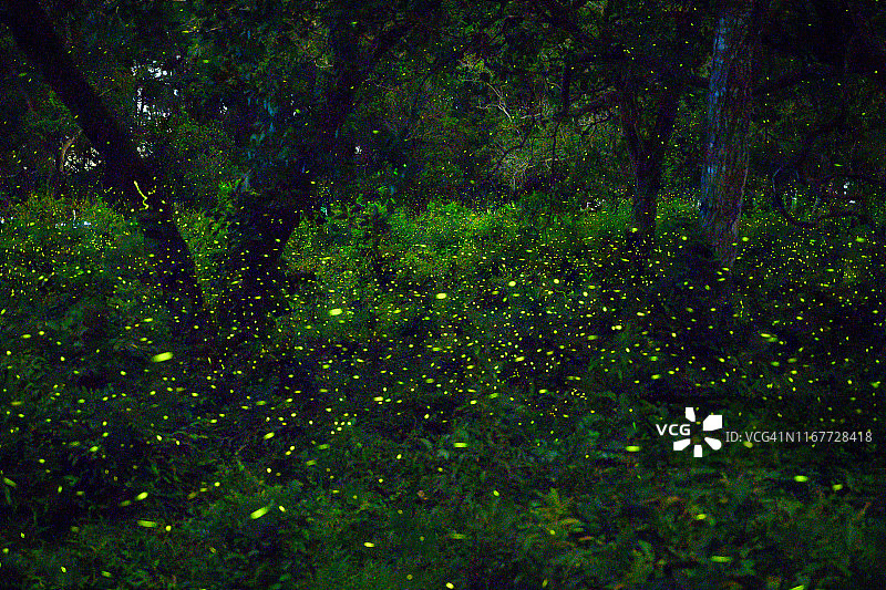 泰国巴真府森林中户外飞舞的萤火虫图片素材