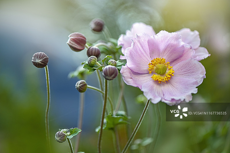 美丽夏日盛开的粉色日本银莲花特写图片素材