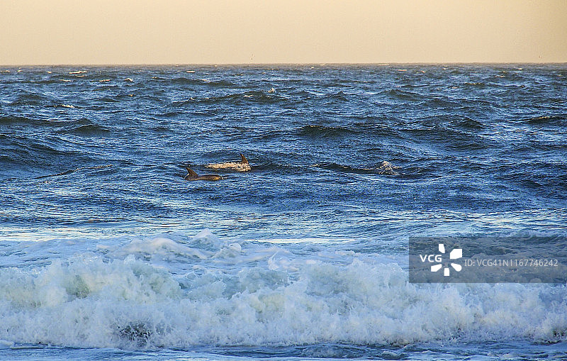 南非西开普省花园大道杰弗里斯湾印度洋海豚图片素材