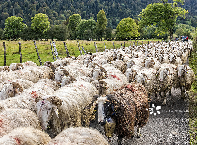 法国比利牛斯国家公园：贝努高原的母羊群图片素材