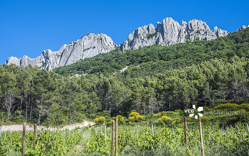 法国沃克吕兹日贡达斯丘陵葡萄园图片素材