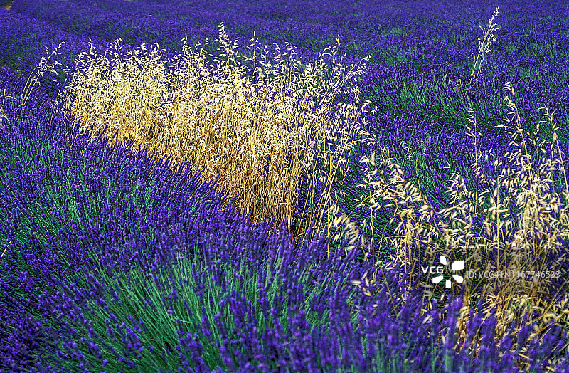 法国普罗旺斯沃克吕兹吕贝龙：博尼约附近的布乌克斯薰衣草田图片素材