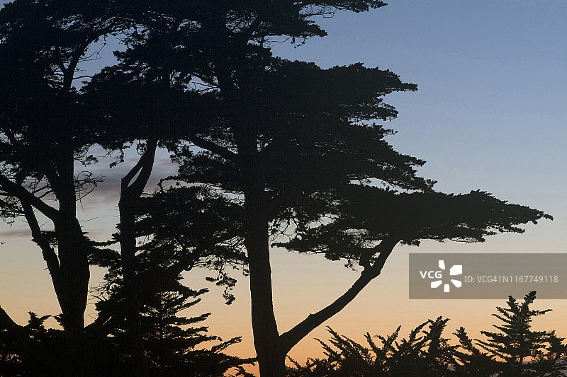 法国莱穆捷昂雷茨，蒙特里柏树的特写图片素材