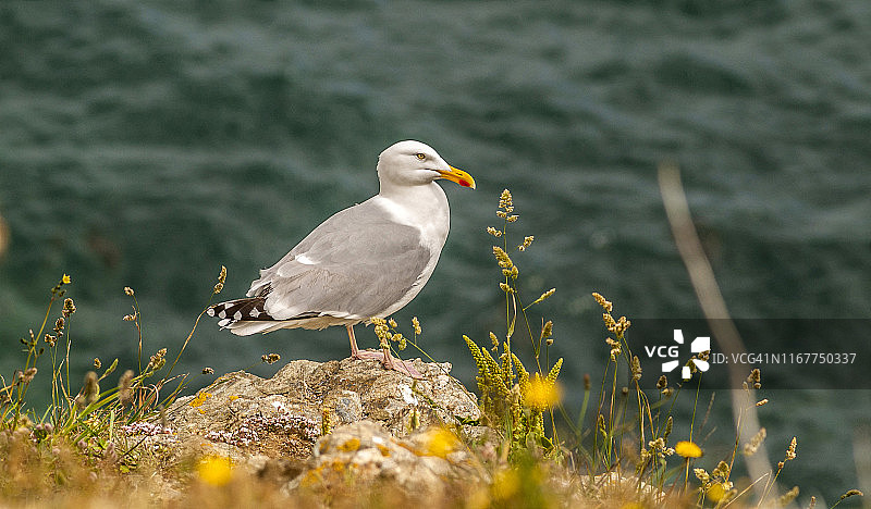 法国布列塔尼格鲁瓦岛上的海鸥图片素材