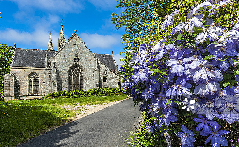 法国布列塔尼圣菲亚克雷小教堂前的铁线莲图片素材
