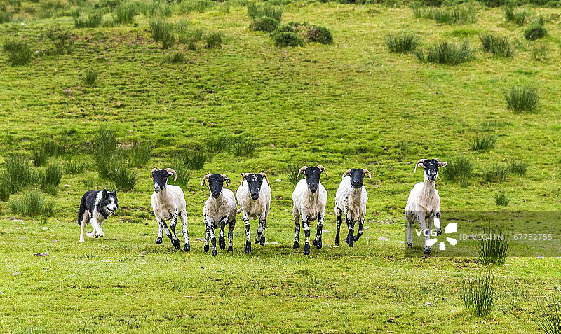 爱尔兰共和国凯里郡，牧羊犬训练场景图片素材