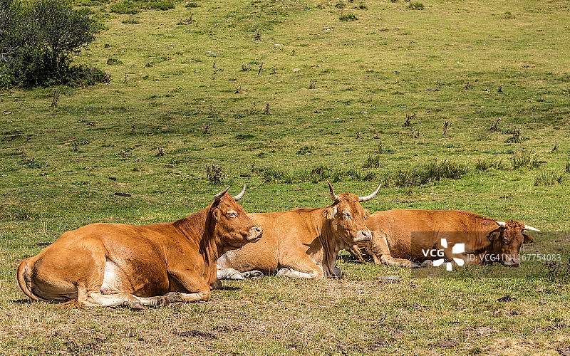 法国上比利牛斯省阿斯潘山口奶牛图片素材