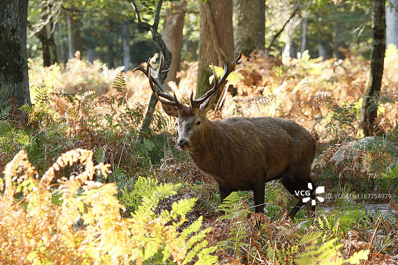 勃艮第地区圣法尔若森林中的鹿图片素材