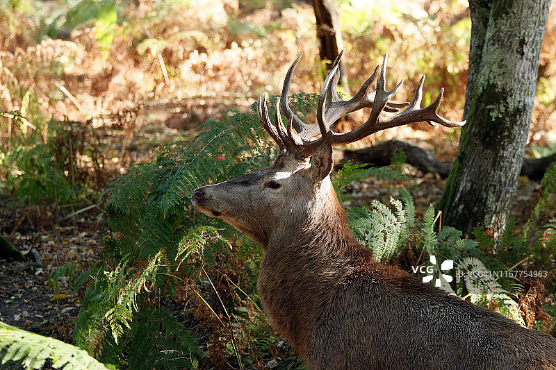 勃艮第约讷省：圣法尔若和布蒂桑地区森林中的鹿头特写图片素材