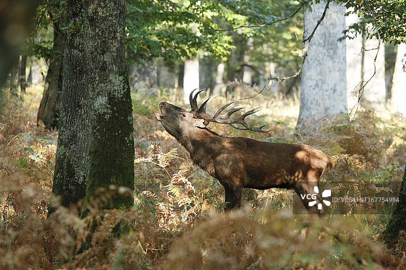勃艮第约讷省：圣法尔戈地区和布蒂桑地区，石板时期，森林中正在践踏的鹿图片素材