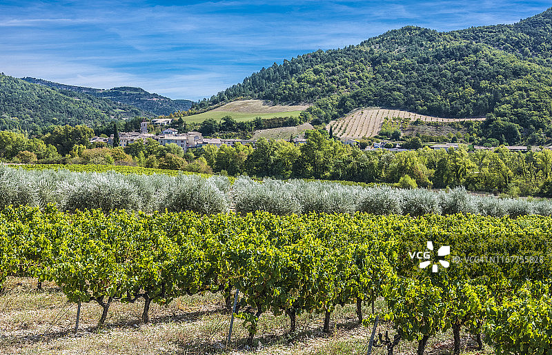法国普罗旺斯德龙省旺特罗镇、葡萄树和橄榄树图片素材