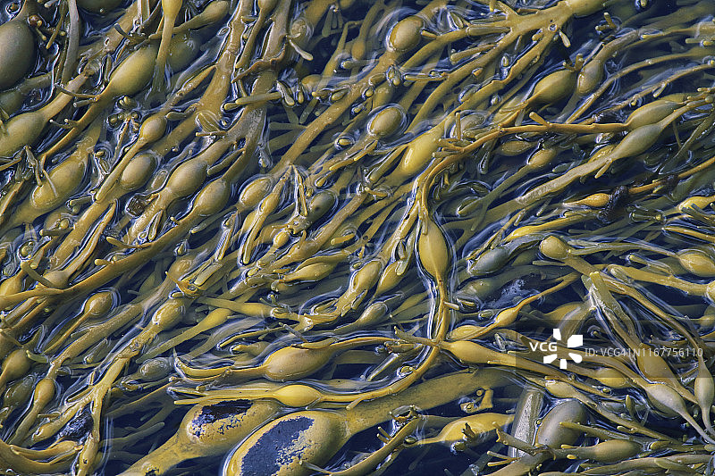 棕色海藻图片素材