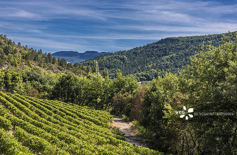 法国德龙省，普罗旺斯巴罗尼地区自然公园，葡萄藤和森林景观图片素材