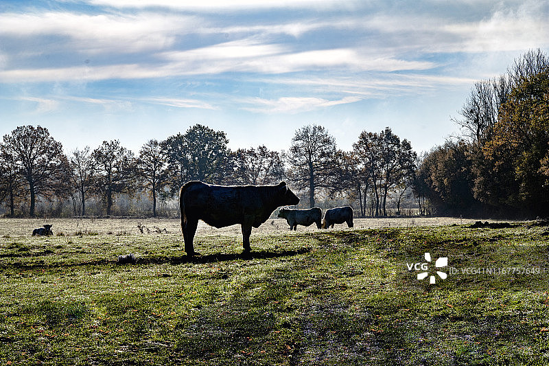 欧洲法国勃艮第埃波瓦斯清晨草地上的小母牛图片素材