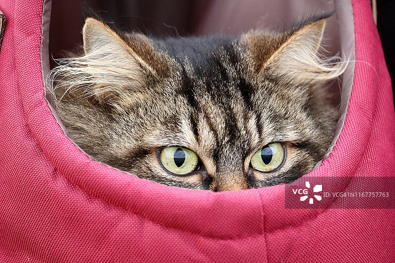 诺曼底库唐斯大教堂中的挪威品种猫咪图片素材