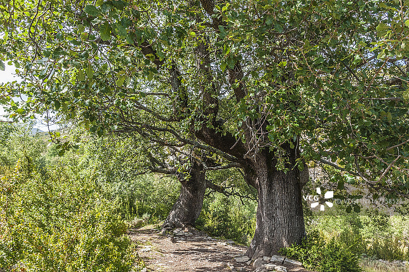 西班牙韦斯卡省马斯昆峡谷自然公园风光图片素材
