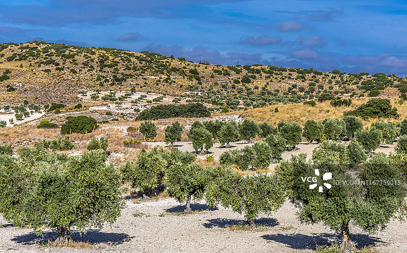 西班牙马德里乡村橄榄树图片素材