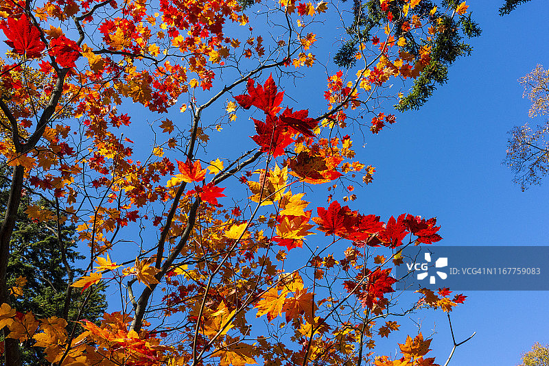 在日本北海道雌阿寒岳火山徒步图片素材