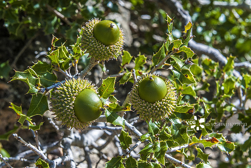 西班牙阿拉贡自治区：瓜拉山峡谷自然公园，胭脂栎灌木与橡子图片素材