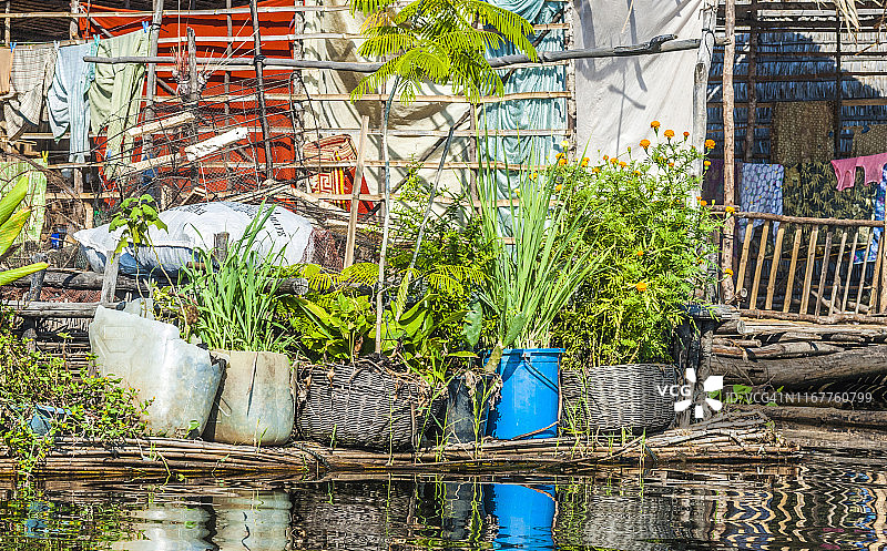 亚洲，柬埔寨洞里萨湖（联合国教科文组织生物圈保护区），Prek Toal浮村，OSMOSE项目的漂浮菜园图片素材