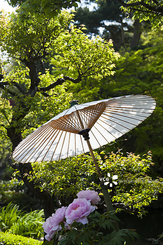 公园里盛开的牡丹花旁的纸伞，长谷寺，日本镰仓图片素材