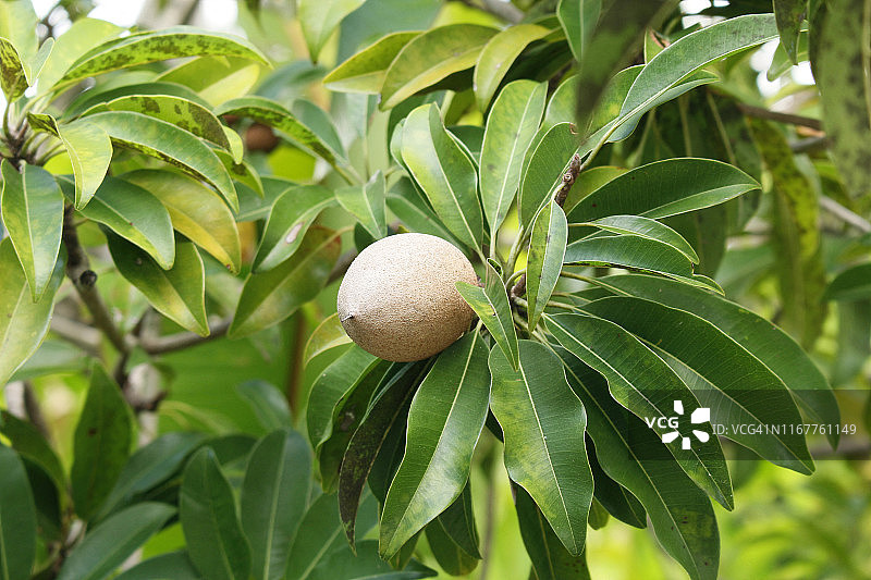 美国佛罗里达州人心果特写图片素材