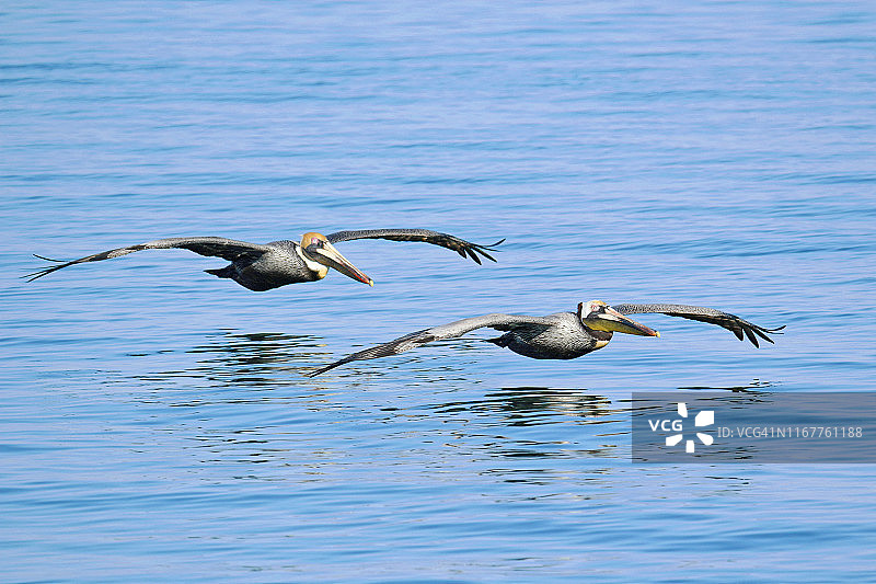 美国佛罗里达群岛马拉松岛海面上飞翔的鹈鹕图片素材