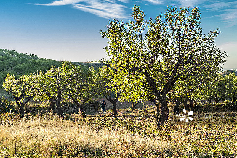 西班牙阿拉贡自治区韦斯卡省洛arre杏树农业平原图片素材
