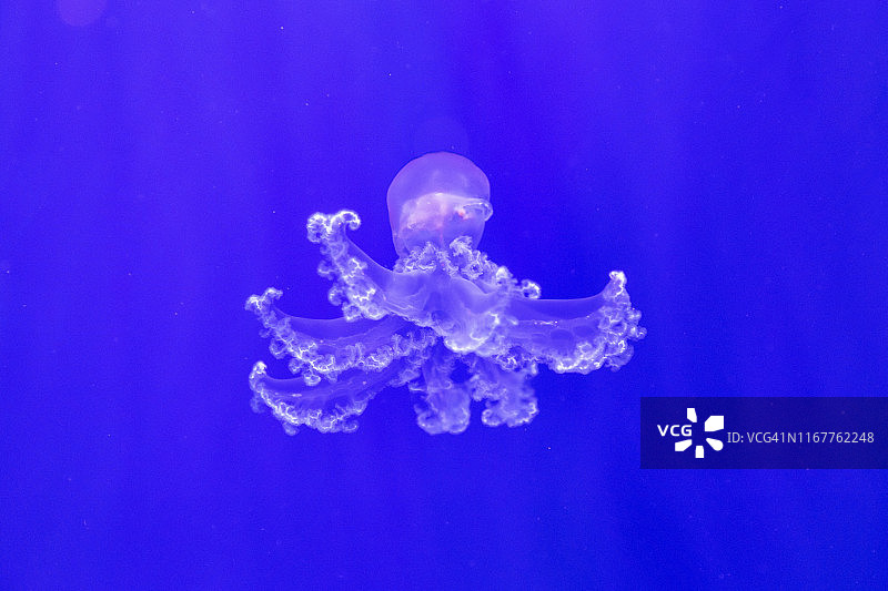 蓝色水域中的水母图片素材