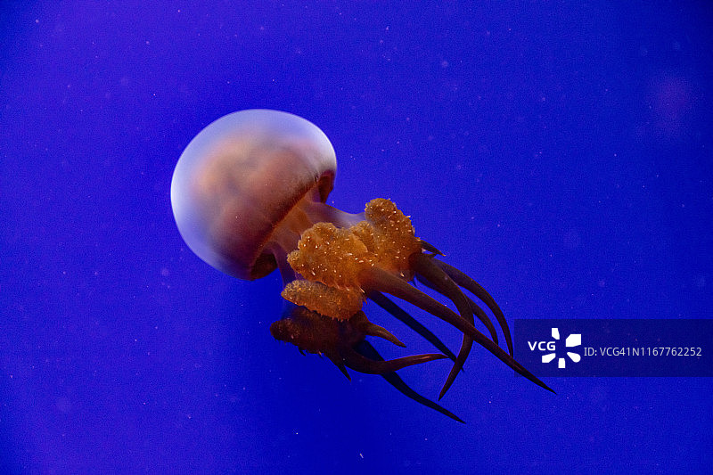 蓝色水域中的水母图片素材