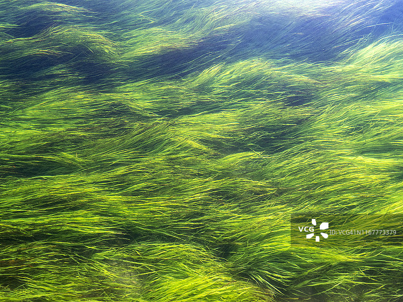 长满海藻的河底图片素材