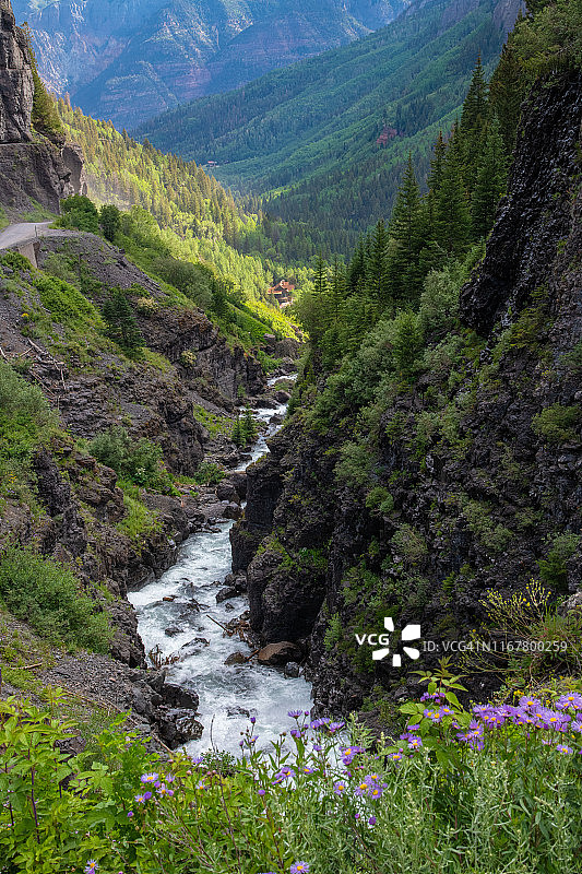 洋基男孩盆地的野生耧斗菜花图片素材